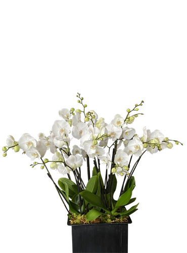 5 Phalaénopsis blancs de 3 tiges