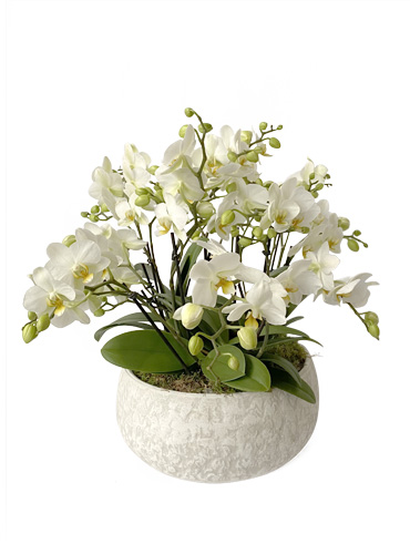 4 Phalaénopsis blancs