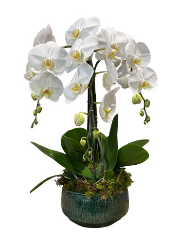 3 Phalaénopsis blancs