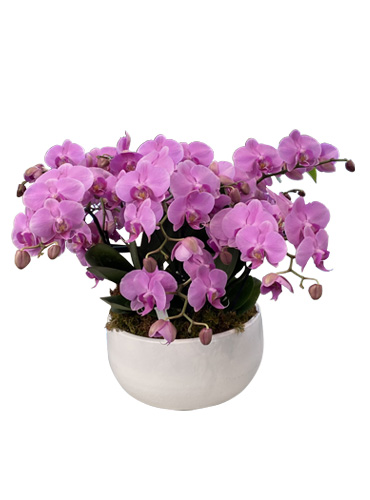 4 Phalaénopsis roses
