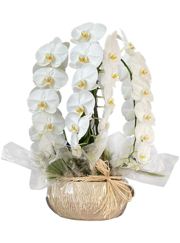 4 Phalaénopsis Blancs
