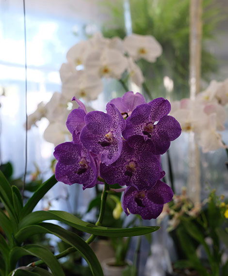 La Maison de l'orchidée Boutique