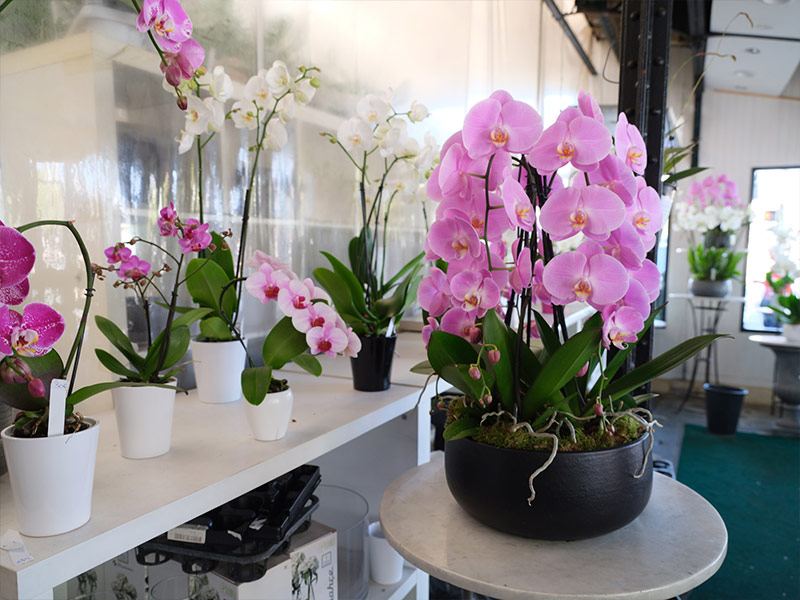 La Maison de l'Orchidée Boutique